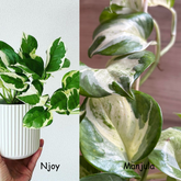 Manjula + Njoy pothos, With 5.5 inches White Decor Pot